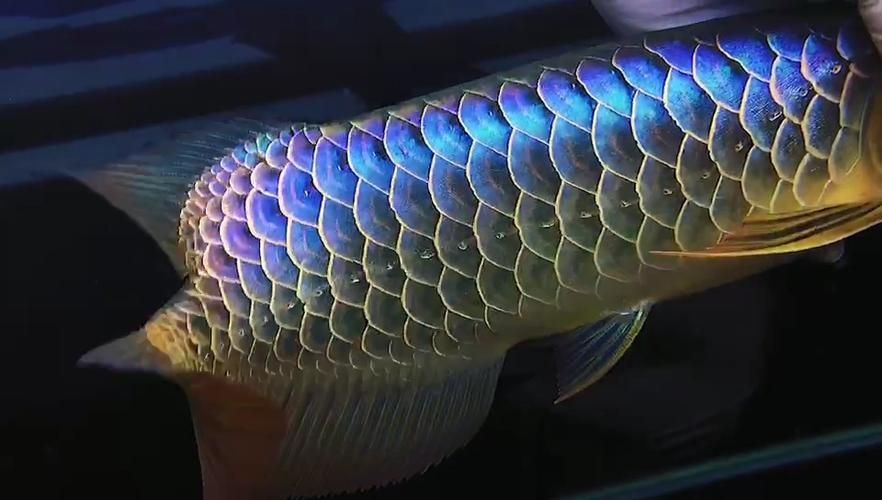 古典金龍七鰭的來(lái)源和歷史背景資料,古典金龍七鰭 龍魚百科 第5張 古典金龍七鰭的來(lái)源和歷史背景資料,古典金龍七鰭 古典金龍七鰭的來(lái)源和歷史背景資料,古典金龍七鰭 龍魚百科 第5張