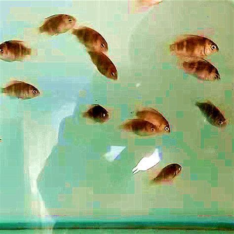 馬拉莫寶石魚，馬拉莫寶石魚是一種極具觀賞價值的淡水慈鯛