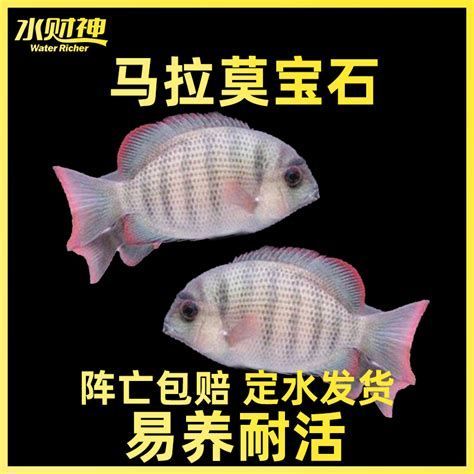 馬拉莫寶石魚，馬拉莫寶石魚是一種極具觀賞價值的淡水慈鯛 馬拉莫寶石魚，馬拉莫寶石魚是一種極具觀賞價值的淡水慈鯛 龍魚百科 第2張