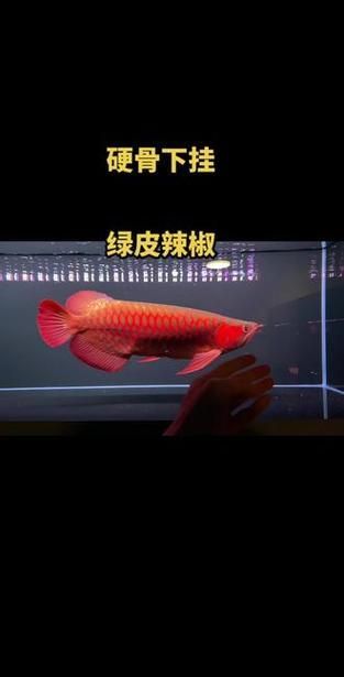 如何區分大城龍魚的品種，如何區分大城龍魚 如何區分大城龍魚的品種，如何區分大城龍魚 龍魚百科 第9張