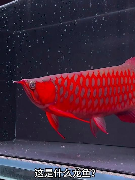 龍魚品種排行榜前十名中哪個最珍貴？，龍魚品種排行榜前十名中哪個最珍貴，最珍貴的是血紅龍