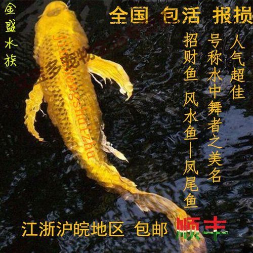 哪里可以買到正宗的龍鳳錦鯉？，在尋找正宗龍鳳錦鯉時，您可以考慮以下幾個途徑