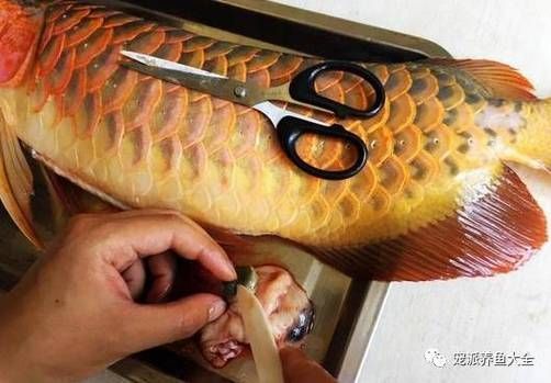 如何保養龍魚的呼吸孔？，如何判斷龍魚的呼吸孔是否健康，龍魚呼吸孔是否健康