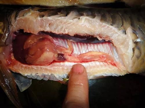 如何保養龍魚的呼吸孔？，如何判斷龍魚的呼吸孔是否健康，龍魚呼吸孔是否健康