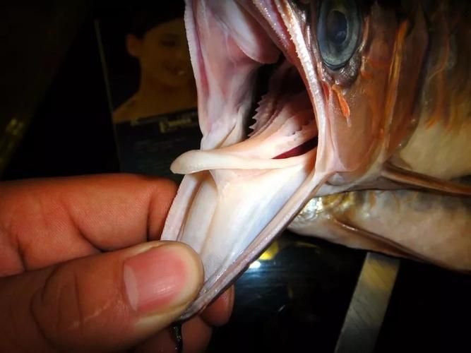 如何保養龍魚的呼吸孔？，如何判斷龍魚的呼吸孔是否健康，龍魚呼吸孔是否健康