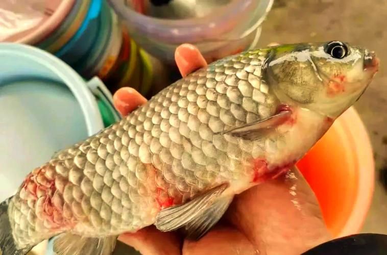 如何判斷龍魚嘴巴起包的具體原因？，如何判斷龍魚嘴巴起包 如何判斷龍魚嘴巴起包的具體原因？，如何判斷龍魚嘴巴起包 龍魚百科 第5張