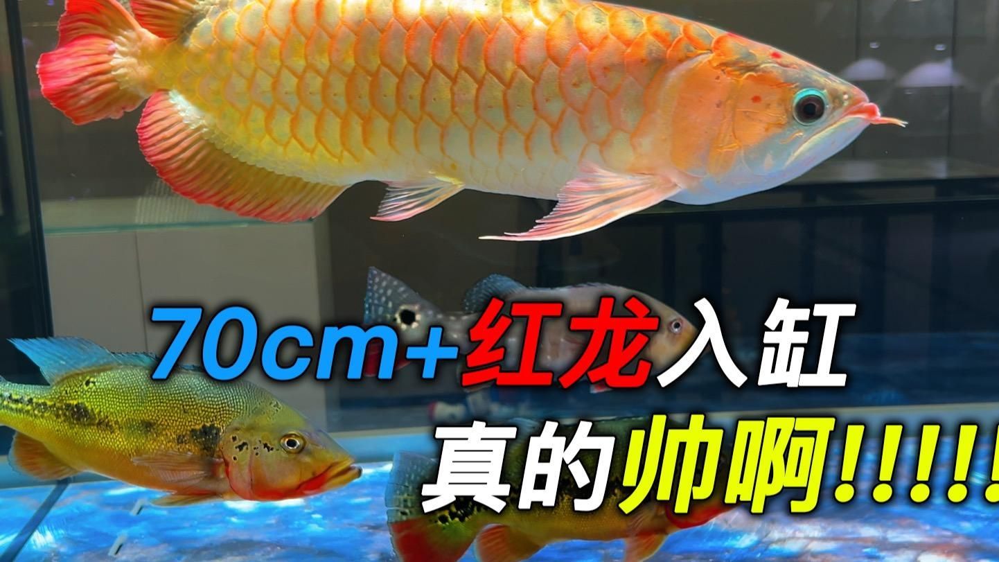 70厘米高的龍魚缸適合養(yǎng)哪些龍魚？，70厘米高的龍魚缸適合養(yǎng)什么龍魚？