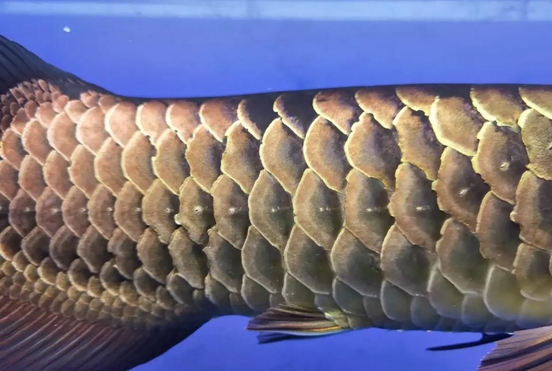 如何鑒別真假雙橋龍魚？，如何鑒別真假雙橋龍魚 如何鑒別真假雙橋龍魚？，如何鑒別真假雙橋龍魚 龍魚百科 第6張