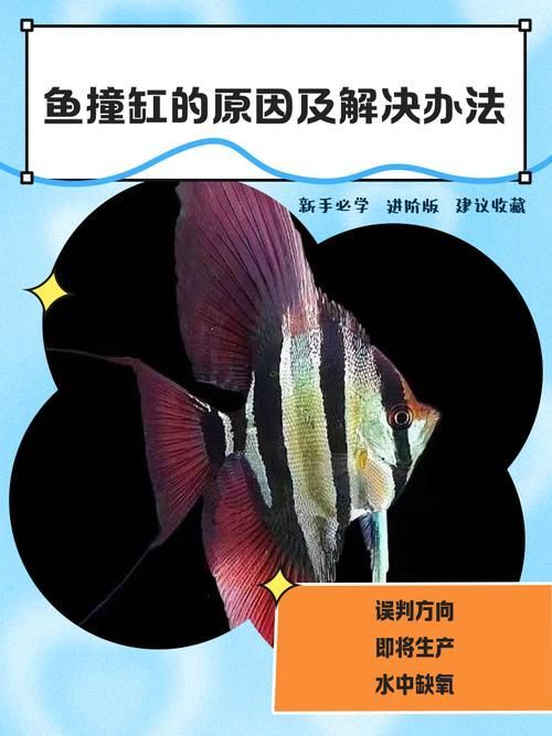魚撞缸后如何護理，甲基藍藥浴,魚撞缸后如何護理魚撞缸后–何護理 魚撞缸后如何護理，甲基藍藥浴,魚撞缸后如何護理魚撞缸后–何護理 龍魚百科 第6張