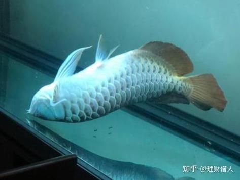 魚撞缸后如何護理，甲基藍藥浴,魚撞缸后如何護理魚撞缸后–何護理 魚撞缸后如何護理，甲基藍藥浴,魚撞缸后如何護理魚撞缸后–何護理 龍魚百科 第5張