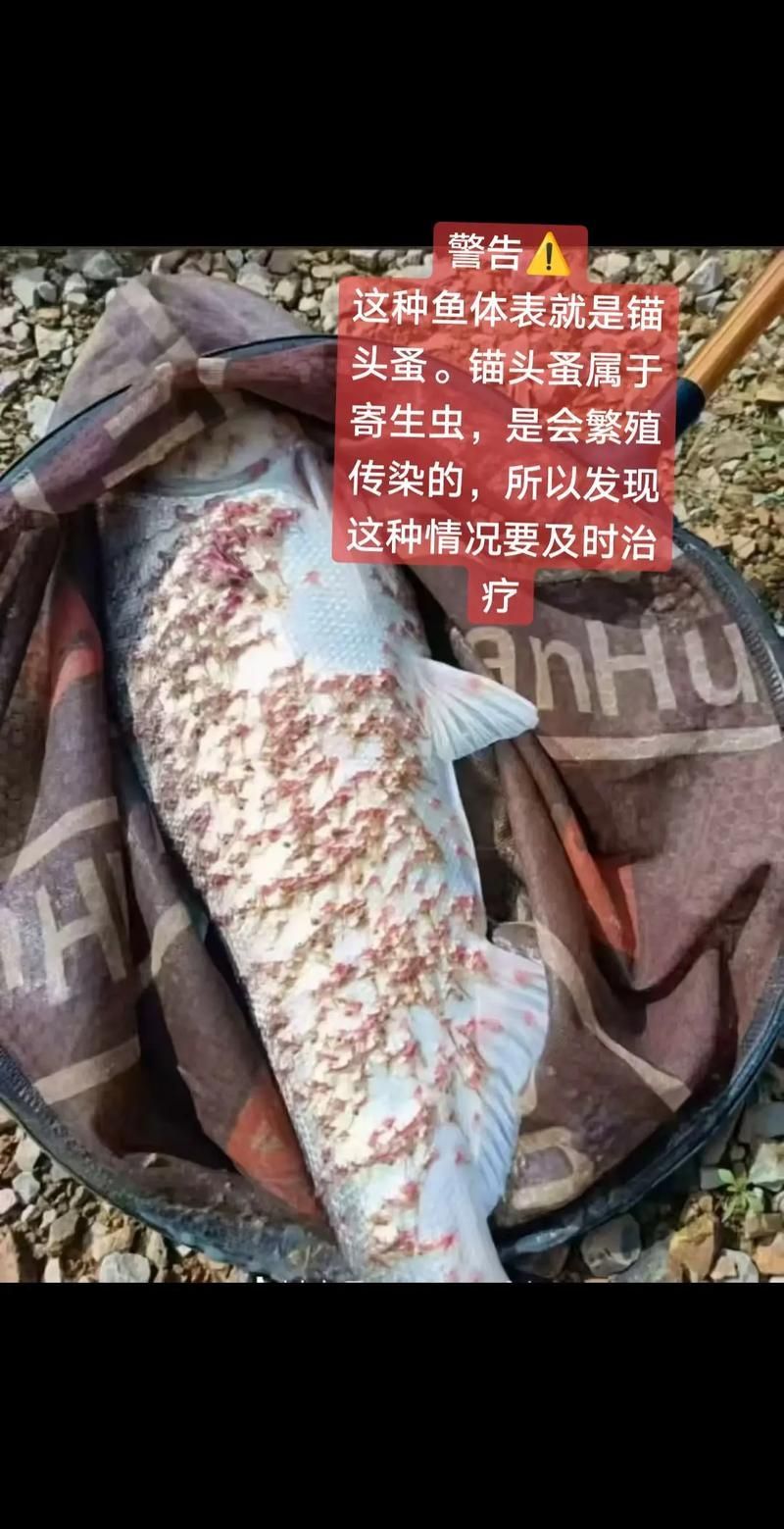 如何早期發現龍魚外寄病 如何早期發現龍魚外寄病 龍魚百科 第3張