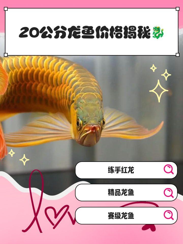 龍魚的市場價格如何？，20公分龍魚價格揭秘毛孩子們的幸福驛站要不要我