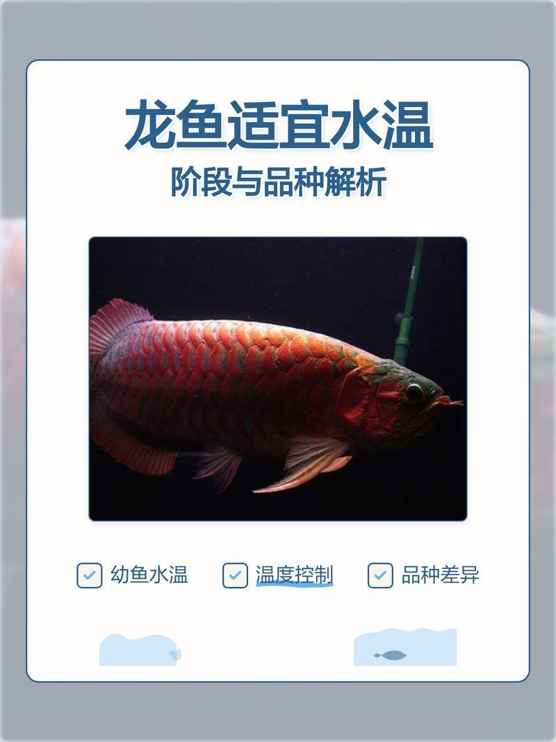 金龍魚苗的生存溫度是多少，金龍魚苗養殖溫控指南