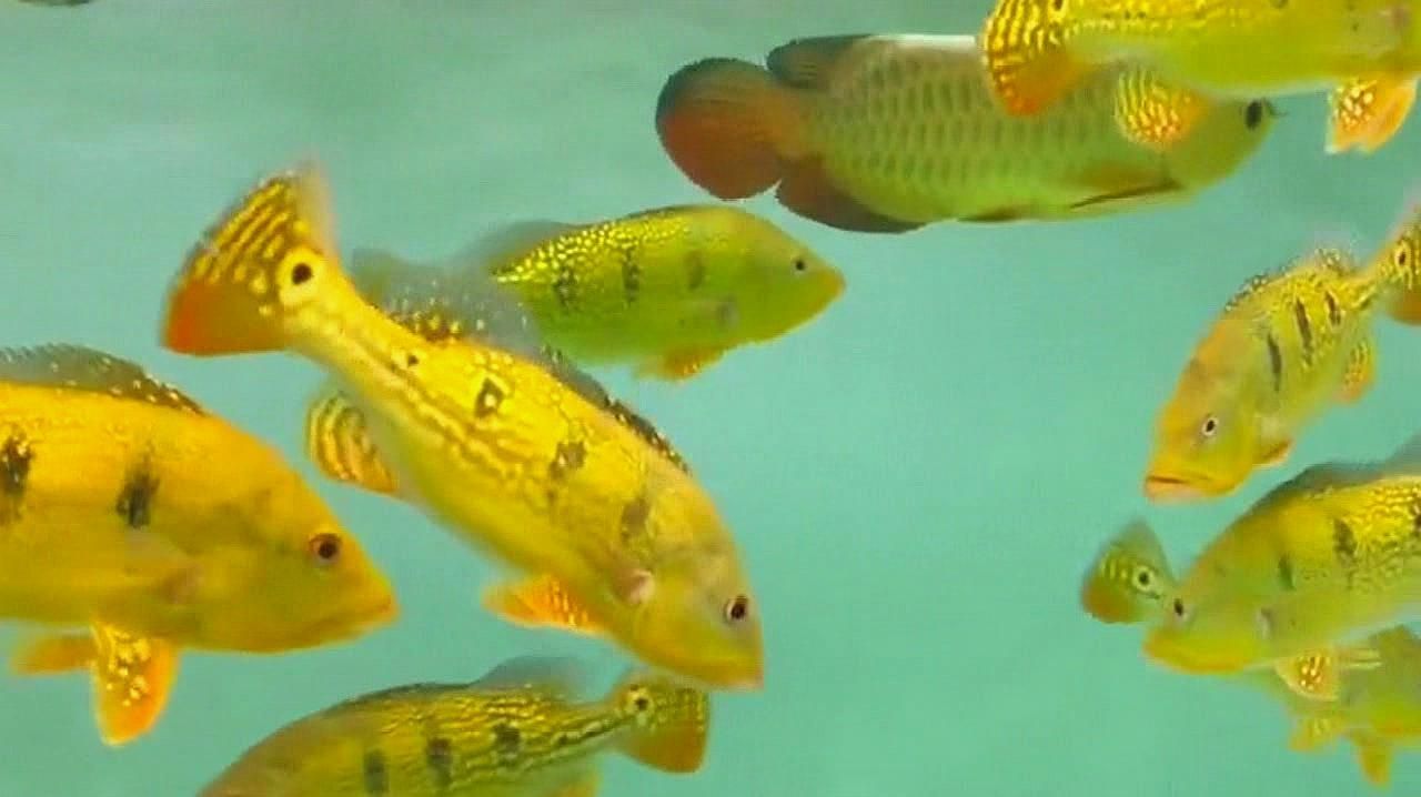 配圖展示了哪些金頭龍魚混養(yǎng)案例，金頭龍魚混養(yǎng)案例：金頭龍魚與熱帶魚混養(yǎng)案例鑒別 配圖展示了哪些金頭龍魚混養(yǎng)案例，金頭龍魚混養(yǎng)案例：金頭龍魚與熱帶魚混養(yǎng)案例鑒別 龍魚百科 第2張