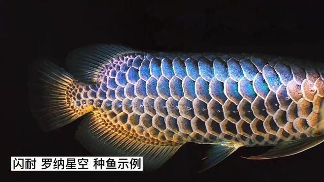 金龍魚中哪個品種最稀有？，金龍魚中哪個品種最稀有，金龍魚品種稀有度排行榜 金龍魚中哪個品種最稀有？，金龍魚中哪個品種最稀有，金龍魚品種稀有度排行榜 龍魚百科 第8張