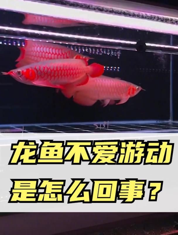 龍魚不愛游動需要立即換水嗎？，龍魚不愛游動時需要立即換水嗎，龍魚不愛游動需要立即換水嗎
