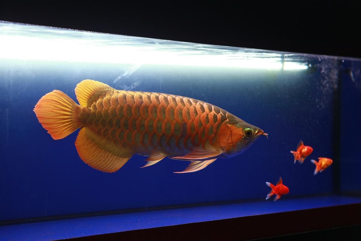 翁源龍魚的市場需求如何？