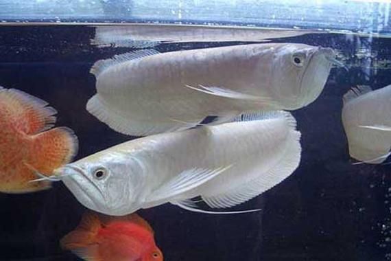 翁源龍魚的市場需求如何？