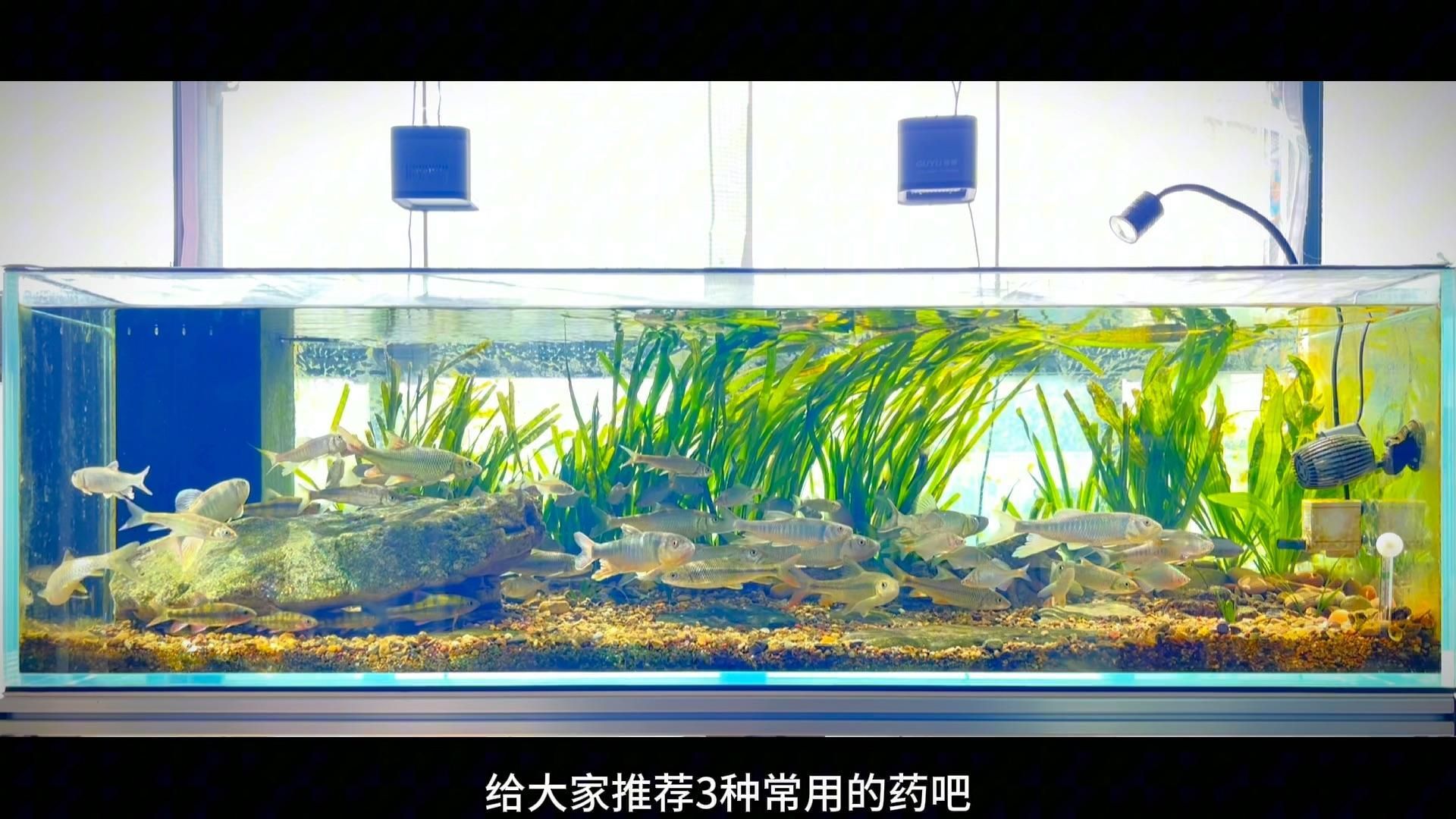 有哪些常用觀賞魚藥物