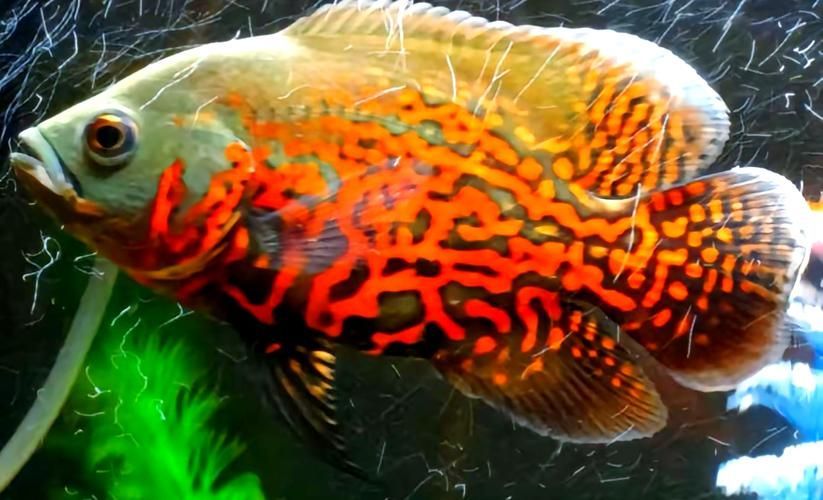 如何判斷地圖魚的品質,如何判斷地圖魚的品質, 龍魚百科 第2張 如何判斷地圖魚的品質,如何判斷地圖魚的品質, 如何判斷地圖魚的品質,如何判斷地圖魚的品質, 龍魚百科 第2張