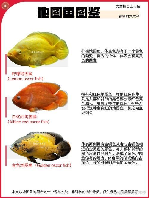 如何判斷地圖魚的品質,如何判斷地圖魚的品質, 龍魚百科 第5張 如何判斷地圖魚的品質,如何判斷地圖魚的品質, 如何判斷地圖魚的品質,如何判斷地圖魚的品質, 龍魚百科 第5張