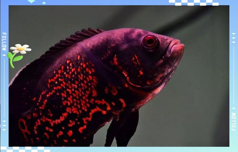 如何判斷地圖魚的品質,如何判斷地圖魚的品質, 龍魚百科 第3張 如何判斷地圖魚的品質,如何判斷地圖魚的品質, 如何判斷地圖魚的品質,如何判斷地圖魚的品質, 龍魚百科 第3張