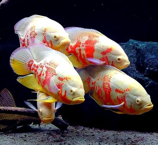 如何判斷地圖魚的品質,如何判斷地圖魚的品質, 龍魚百科 第4張 如何判斷地圖魚的品質,如何判斷地圖魚的品質, 如何判斷地圖魚的品質,如何判斷地圖魚的品質, 龍魚百科 第4張