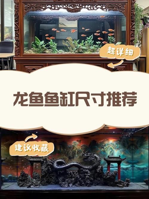 龍魚缸的高度和長度如何選擇，養龍魚魚缸尺寸推薦