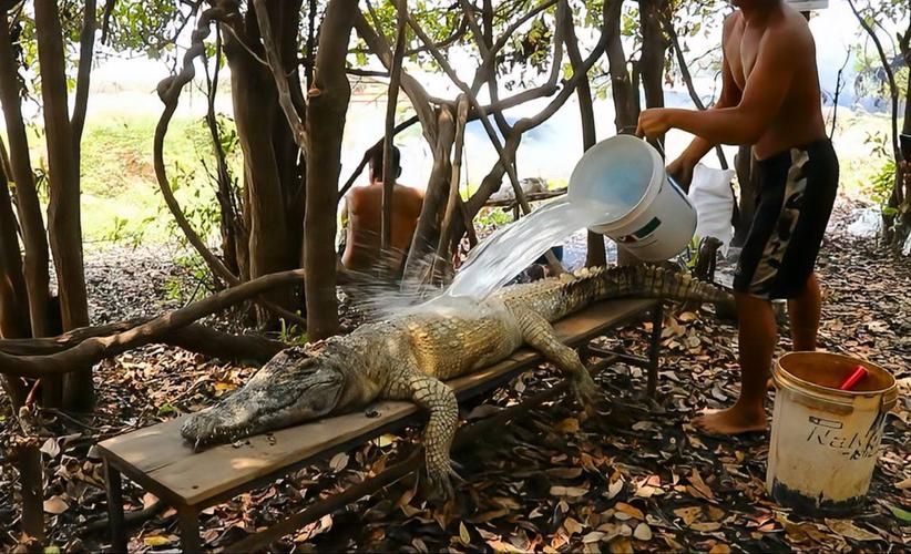 立達金龍魚有哪些天敵，立達金龍魚在自然與人工環境中的天敵