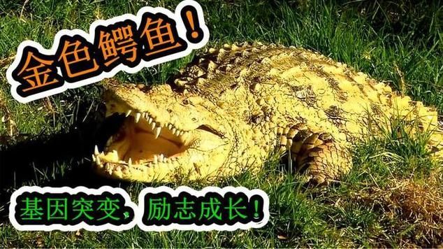 立達金龍魚有哪些天敵，立達金龍魚在自然與人工環境中的天敵