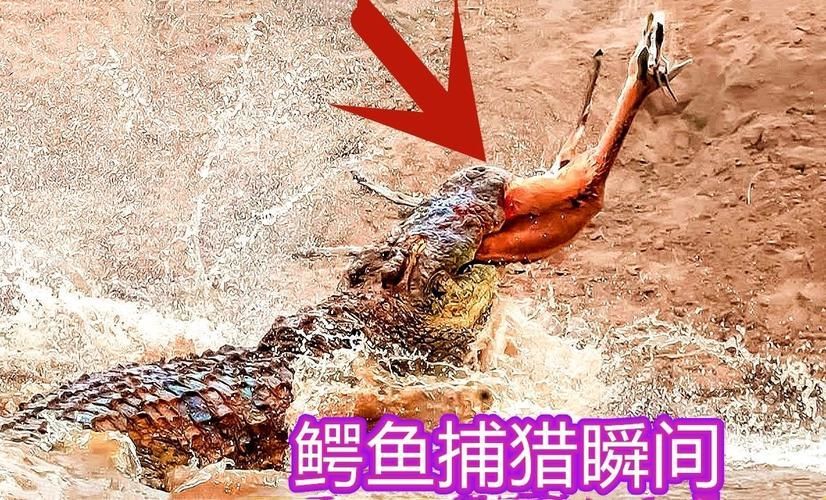 立達金龍魚有哪些天敵，立達金龍魚在自然與人工環境中的天敵