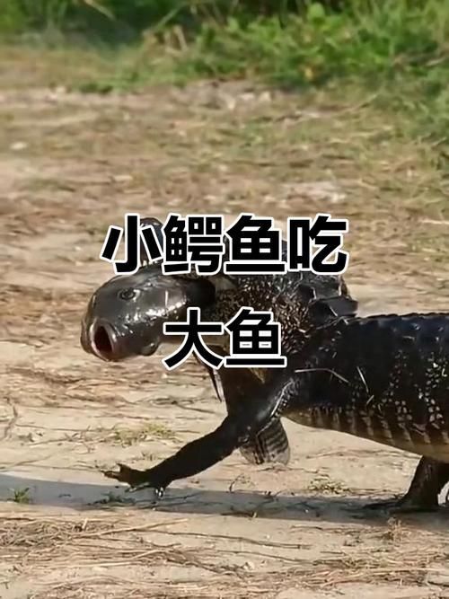 立達金龍魚有哪些天敵，立達金龍魚在自然與人工環境中的天敵