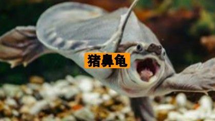 豬鼻龜百科 龍魚百科 第3張 豬鼻龜百科 豬鼻龜百科 龍魚百科 第3張