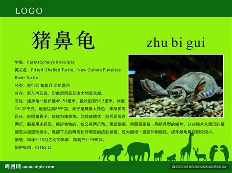 豬鼻龜百科 龍魚百科 第1張 豬鼻龜百科 豬鼻龜百科 龍魚百科 第1張