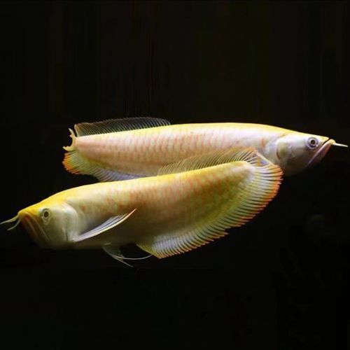 哪里可以買到正品紅眼白子銀龍？，哪里可以買到正品紅眼白子銀龍魚？