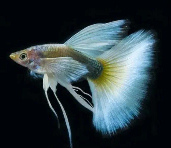 孔雀魚喂食時需要注意什么，孔雀魚喂養技巧