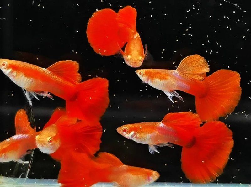 孔雀魚喂食時需要注意什么，孔雀魚喂養技巧 孔雀魚喂食時需要注意什么，孔雀魚喂養技巧 龍魚百科 第2張