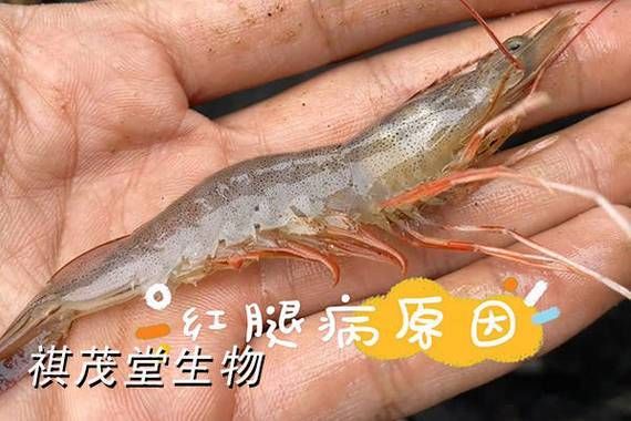 甲硝唑對龍魚的副作用有哪些