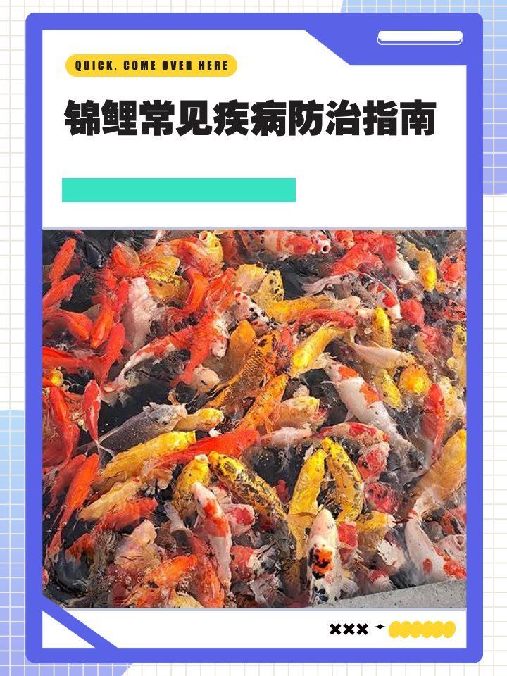 鰓蓋爛洞如何預(yù)防，爪子小天地啊,觀賞魚爛鰓病的預(yù)防與治療全攻略