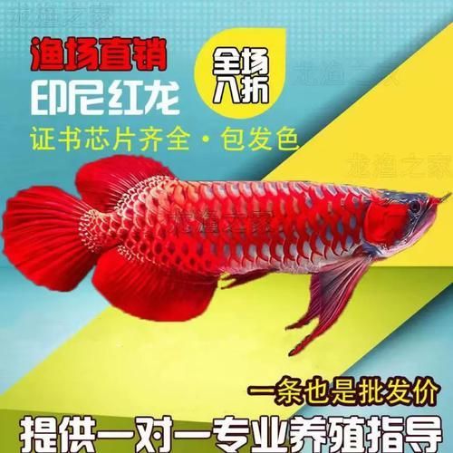 哪里可以買到優質的紅龍魚苗 哪里可以買到優質的紅龍魚苗 龍魚百科 第4張
