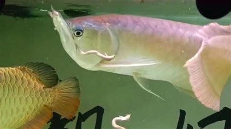 如何判斷龍魚是否眼睛下垂？，如何判斷龍魚是否眼睛下垂（arowana）是否眼睛下垂