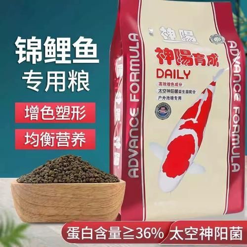 觀賞魚飼料品牌推薦，備受推崇的觀賞魚飼料品牌推薦海洋之星oceanstar 觀賞魚飼料品牌推薦，備受推崇的觀賞魚飼料品牌推薦海洋之星oceanstar 龍魚百科 第2張