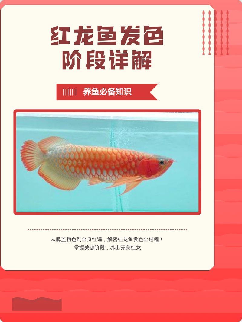 紅龍魚的發色階段有哪些特點？，紅龍魚發色的三個階段