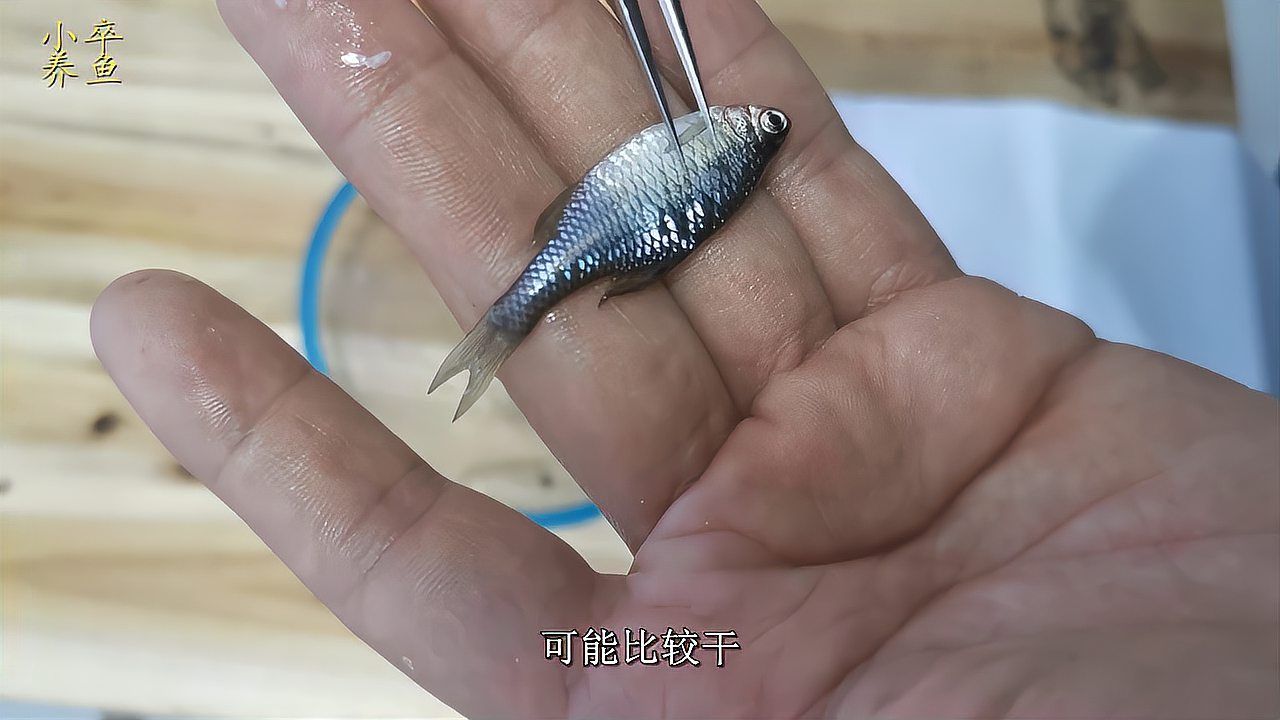 有哪些龍魚疾病是慢性發(fā)展的，龍魚慢性疾病是慢性發(fā)展的，如何預(yù)防龍魚慢性疾病及其詳細(xì)解析