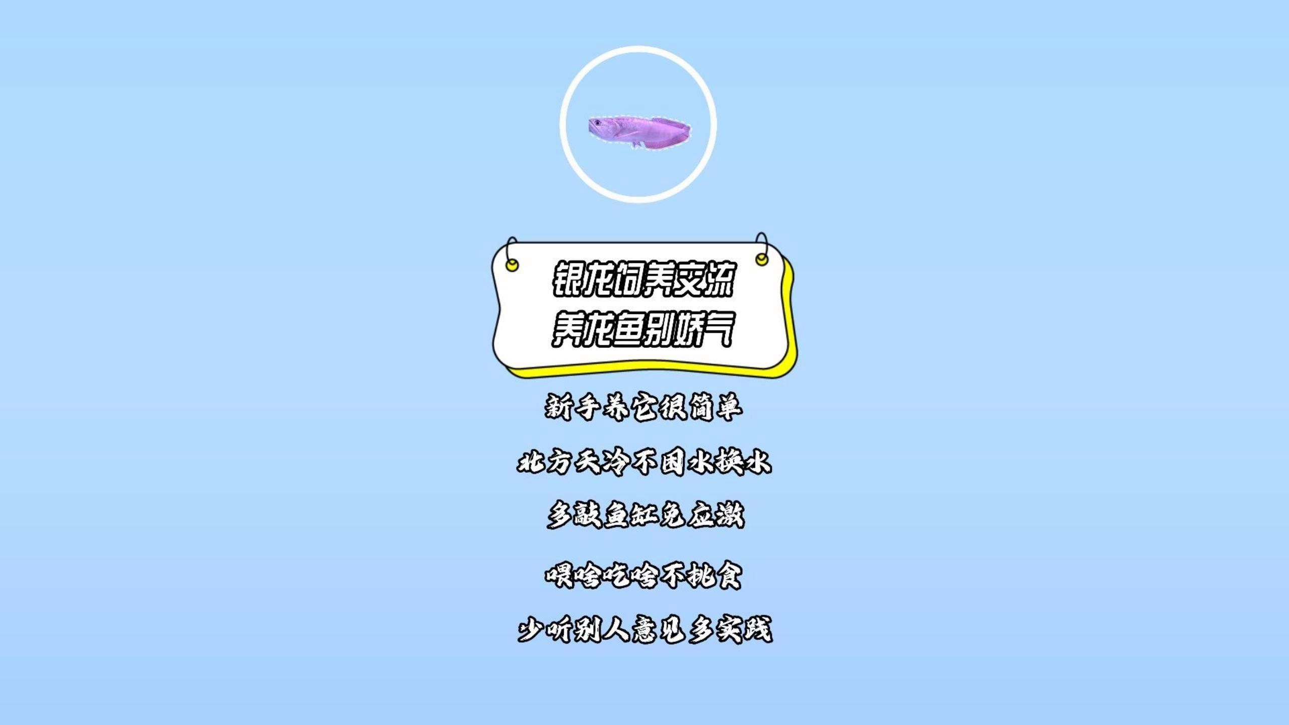 有沒有適合新手的龍魚飼養視頻？，新手養龍魚，掌握關鍵步驟，你也能穩穩養出狀態漂亮的龍魚
