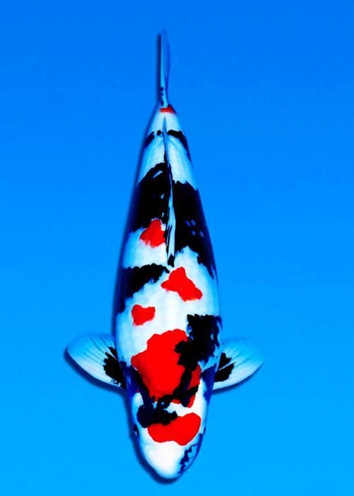 給我更多名貴錦鯉的圖片，名貴錦鯉的多龍鳳錦鯉的特點是什么