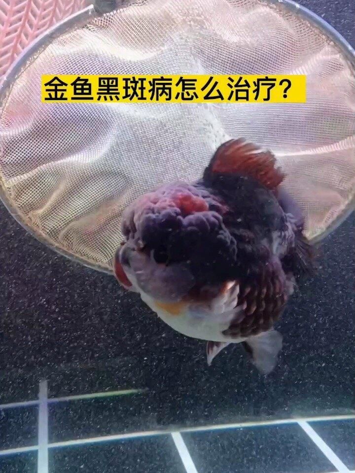 黑鱗病會自愈嗎，黑鱗病會自愈嗎，