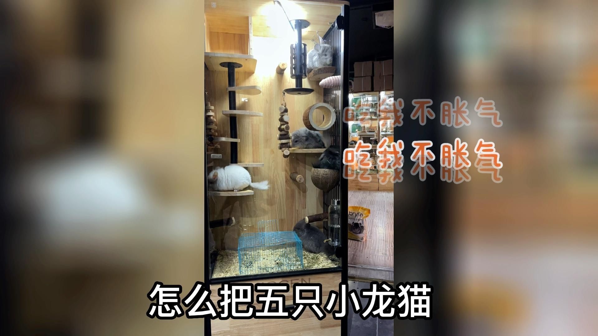有哪些龍貓合籠成功案例，龍貓合籠成功合籠成功的關鍵在于耐心磨合與時干預