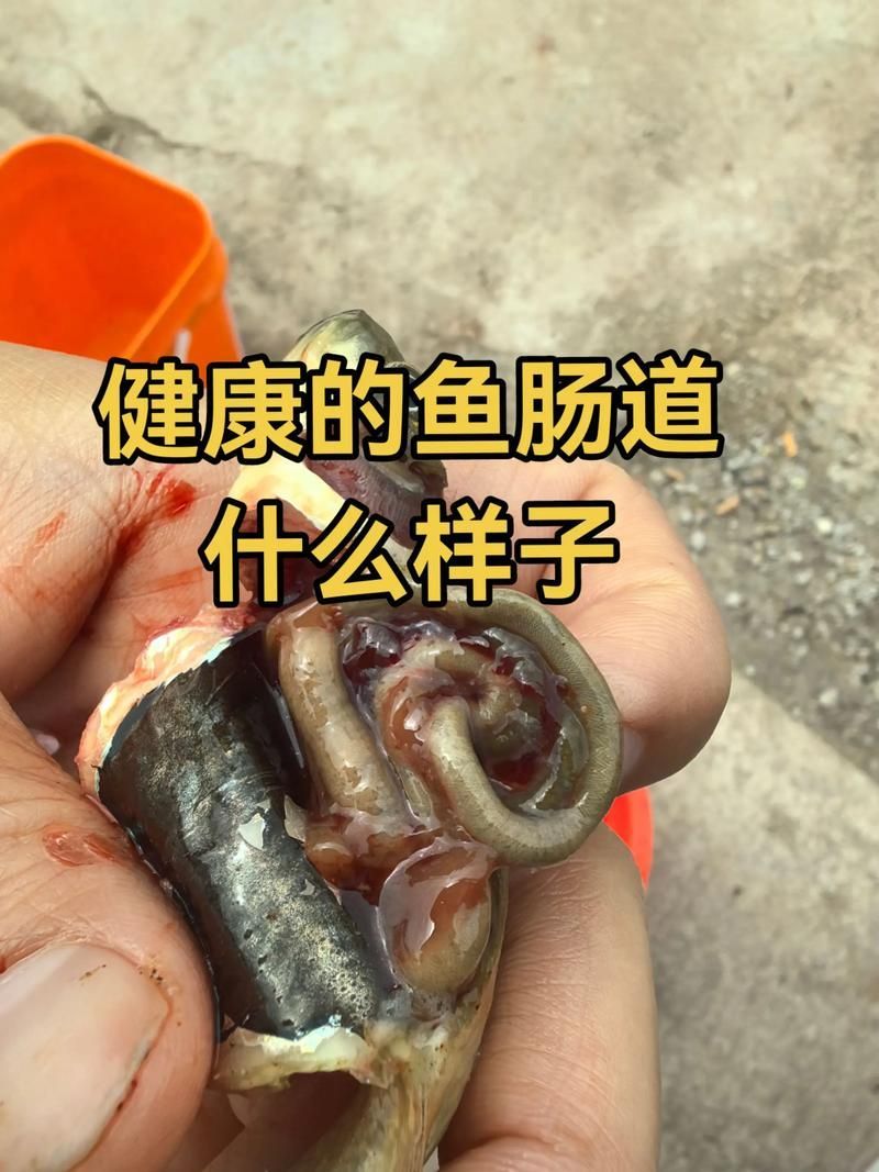 如何預防雷龍魚腸炎，如何防治雷龍魚腸炎 如何預防雷龍魚腸炎，如何防治雷龍魚腸炎 龍魚百科 第1張