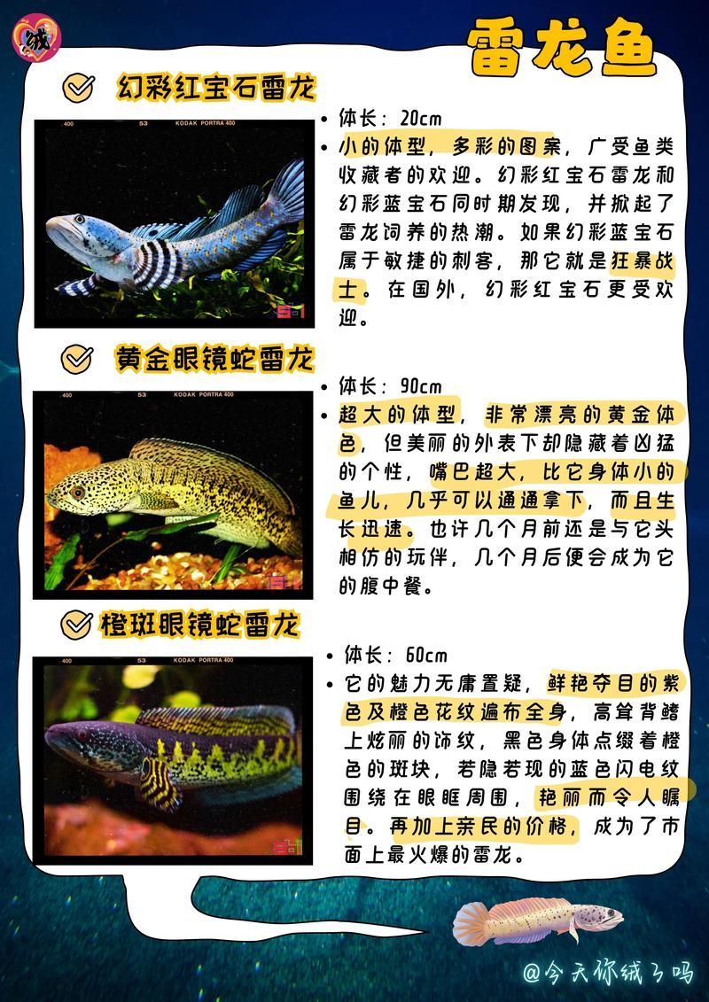 如何預防雷龍魚腸炎，如何防治雷龍魚腸炎 如何預防雷龍魚腸炎，如何防治雷龍魚腸炎 龍魚百科 第5張